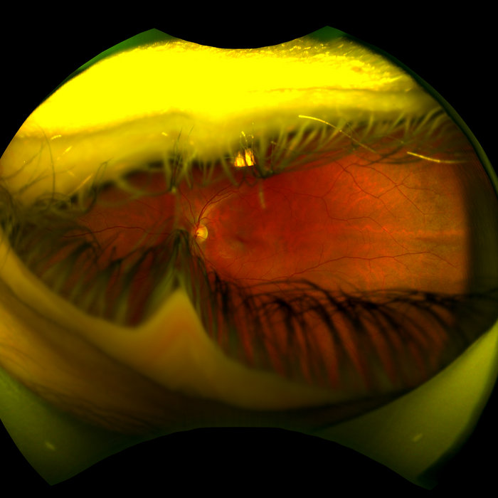 functionfirmnessdelight Mingus Maps