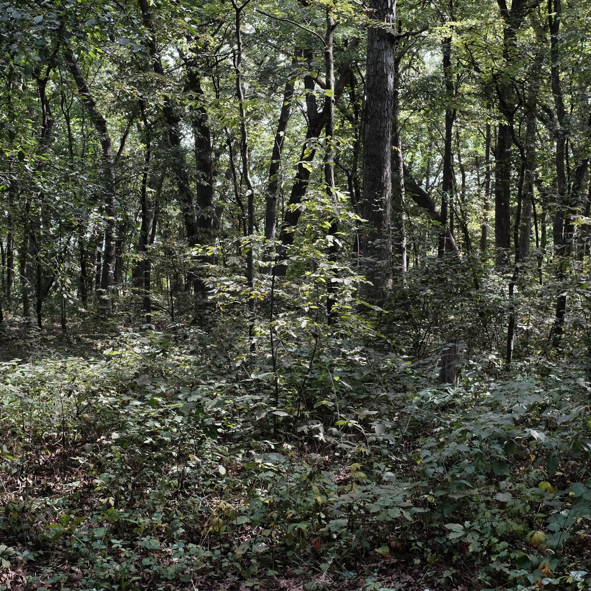 Metsakukkia (Forest Flowers) Waltz Dean Granros Solo Jazz