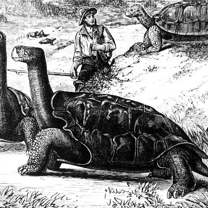 Dealing With it Daily Gentle Giants