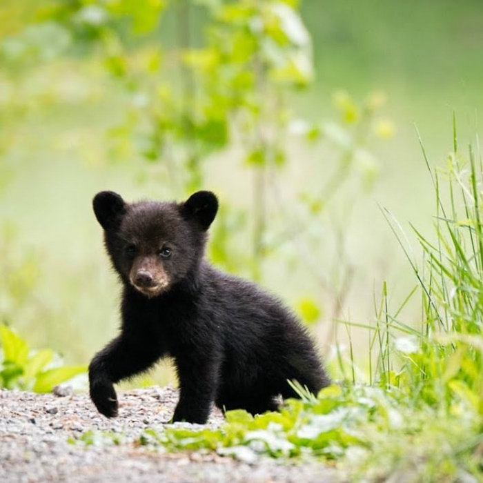 Blueberry Bear Stella Beaton