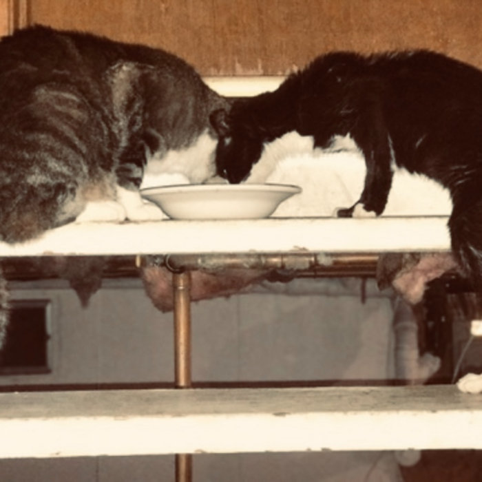 Cat Eat Dog Lady Lips