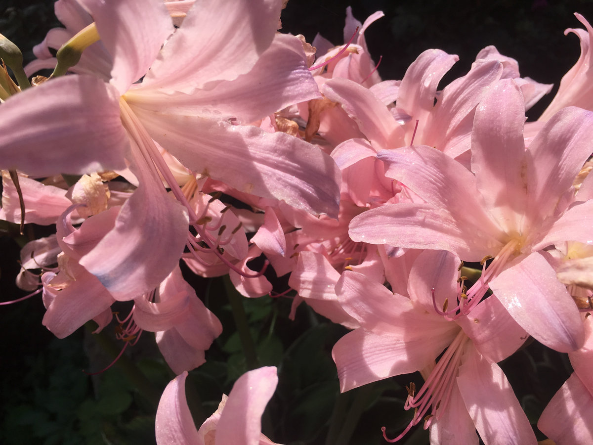 Surprise Lilies Ethan Hobson