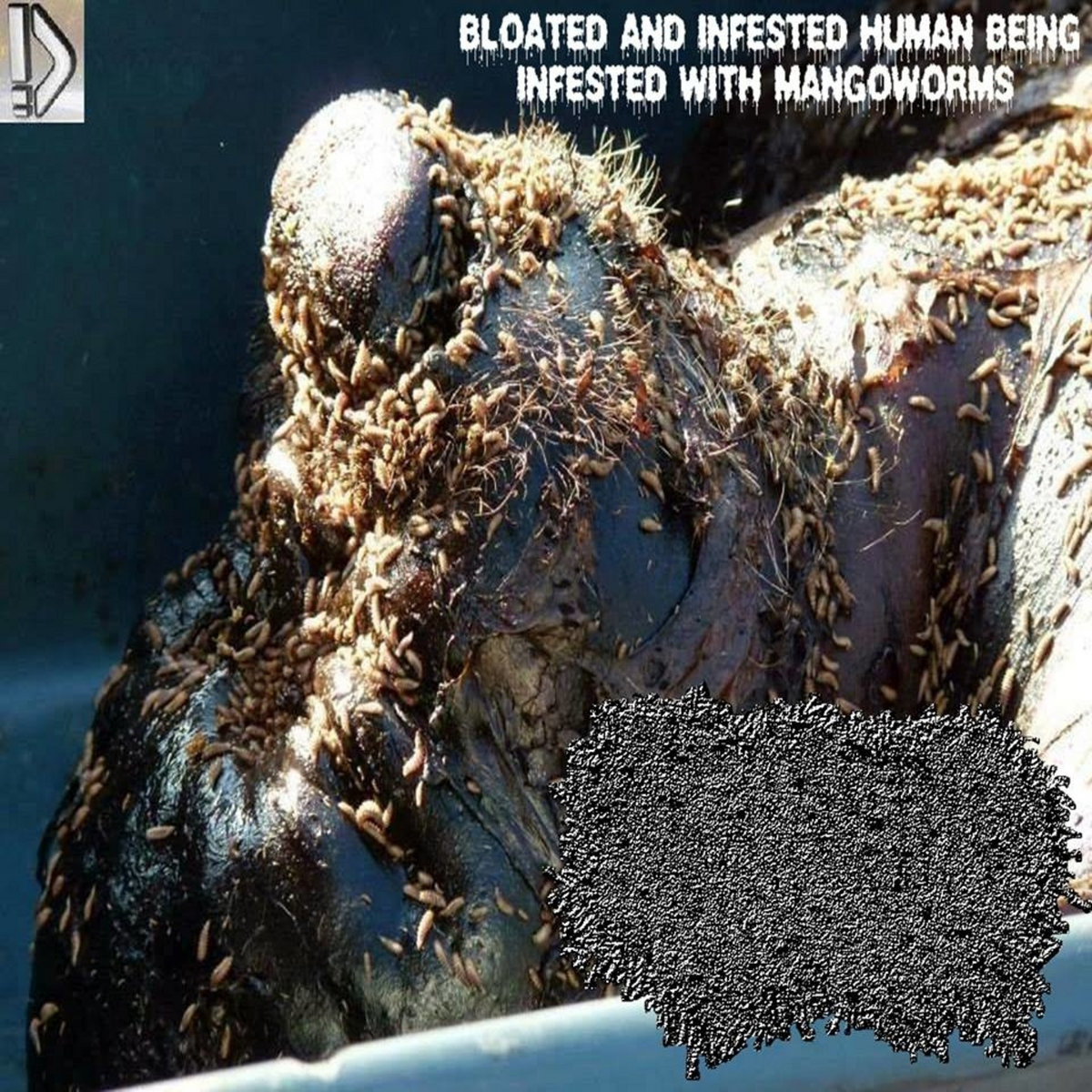 Манго Черви Что Такое Фото