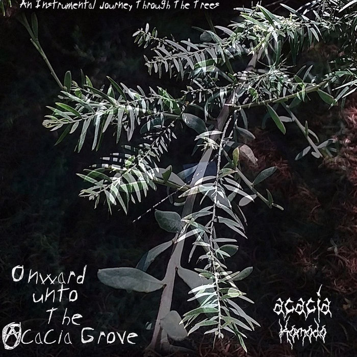 Onward Unto The Acacia Grove Acacia Komodo