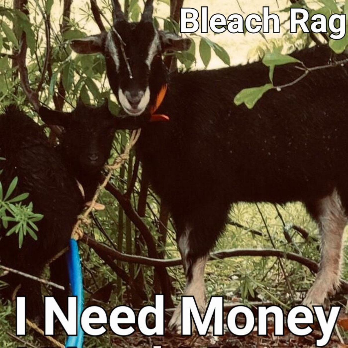 I Need Money Bleach Rag