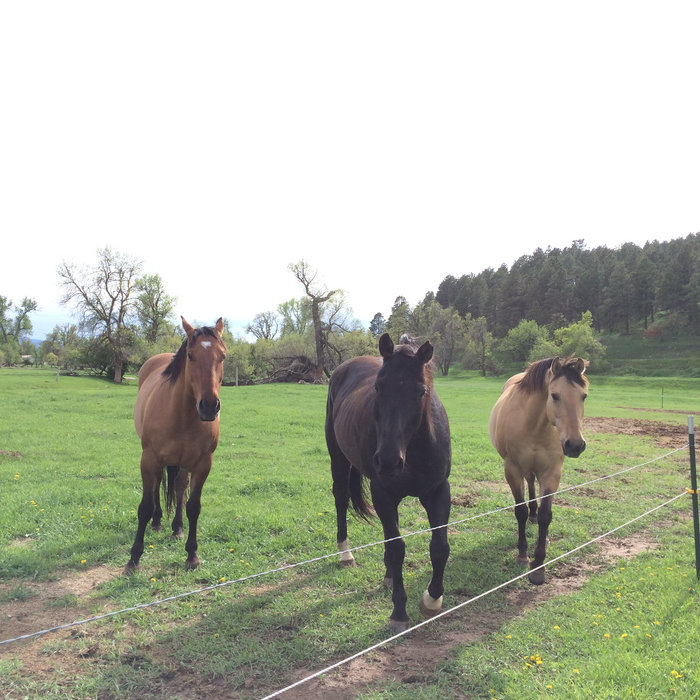 voice memo horse songs 3 Horses