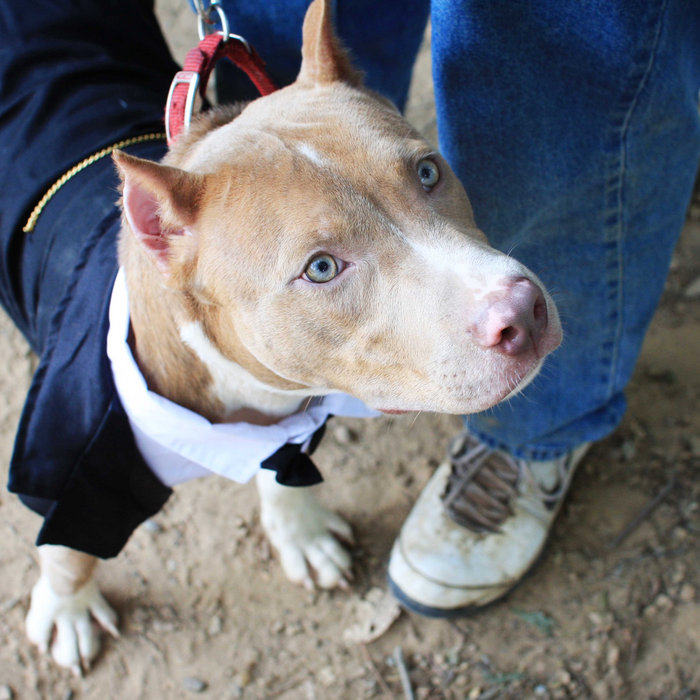 Dog Nose Cracked And Dry Narjeff simptacemobar