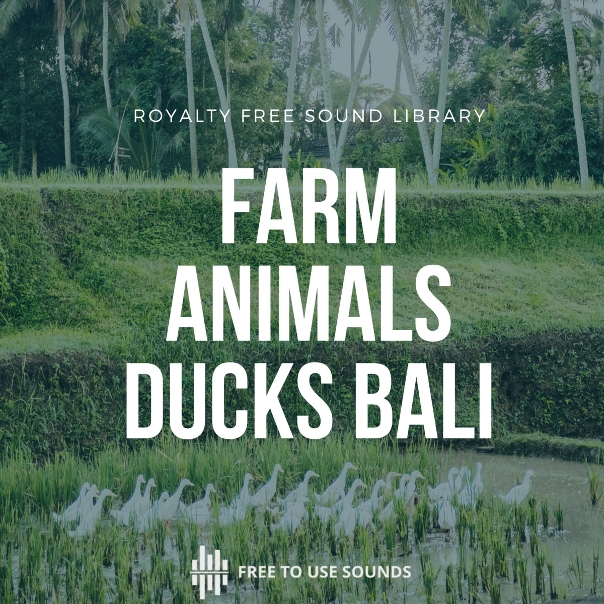 Farm Animals Sound Effects Library Ducks Bali freetousesounds