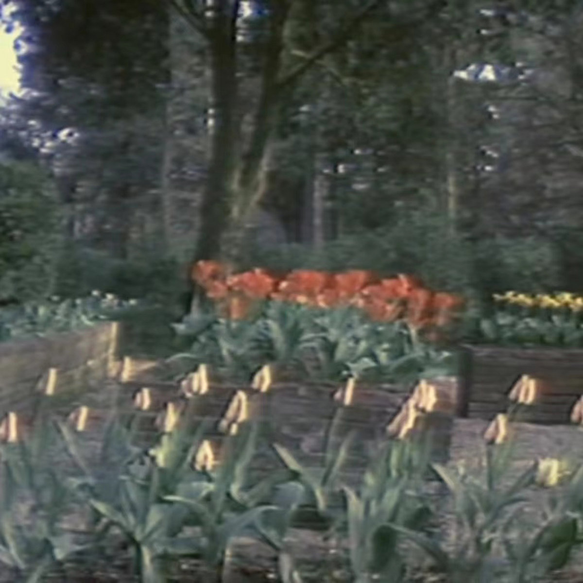 Harrison Garden's DEMO Harrison Hertz