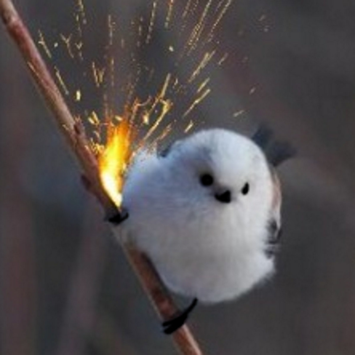 Theme of Really Cool Bird bobacupcake