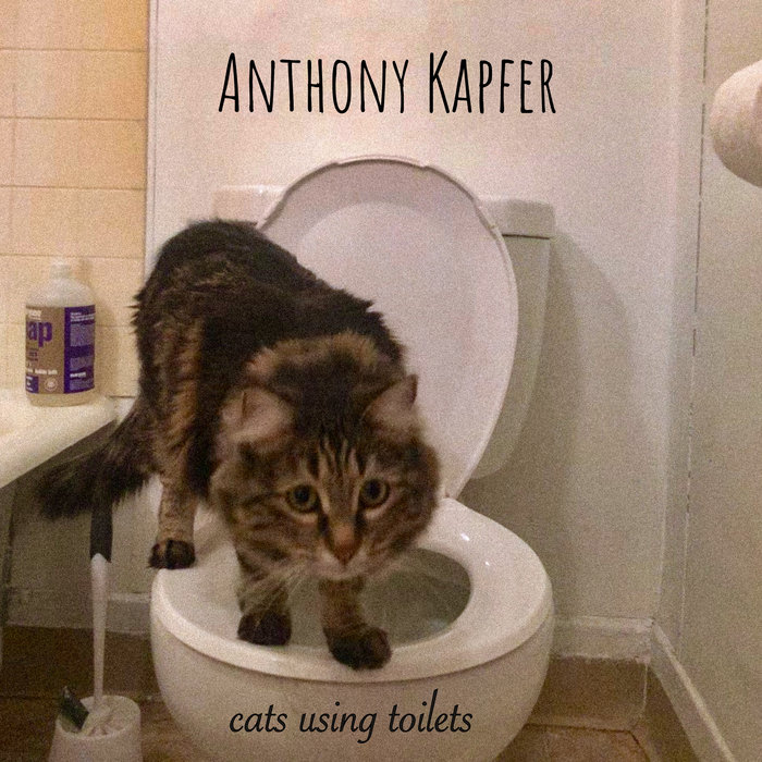 Cats Using Toilets Anthony Kapfer Until the Quasar