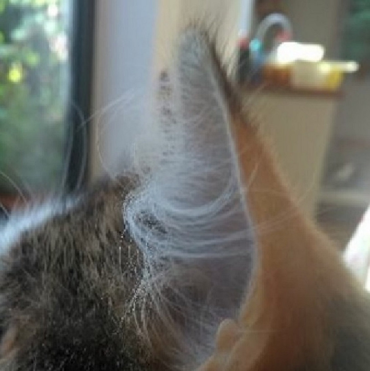 Ear Furnishings EP Airwick