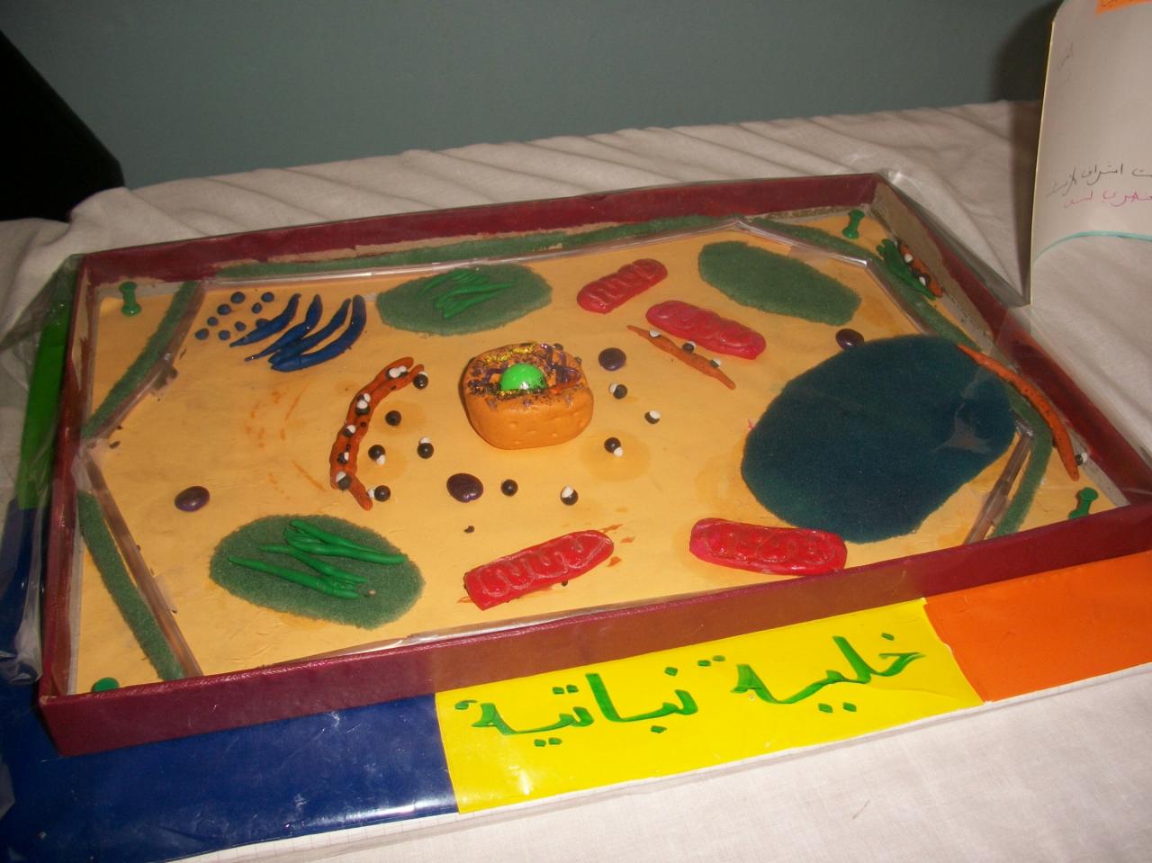 مجسم خلية نباتية , مكونات الخليه النباتيه افخم فخمه