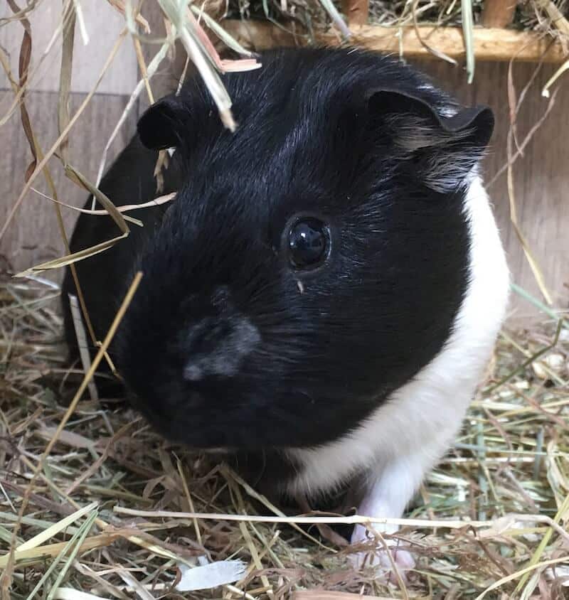 Ringworm in Guinea Pigs How to Spot it & Treatment