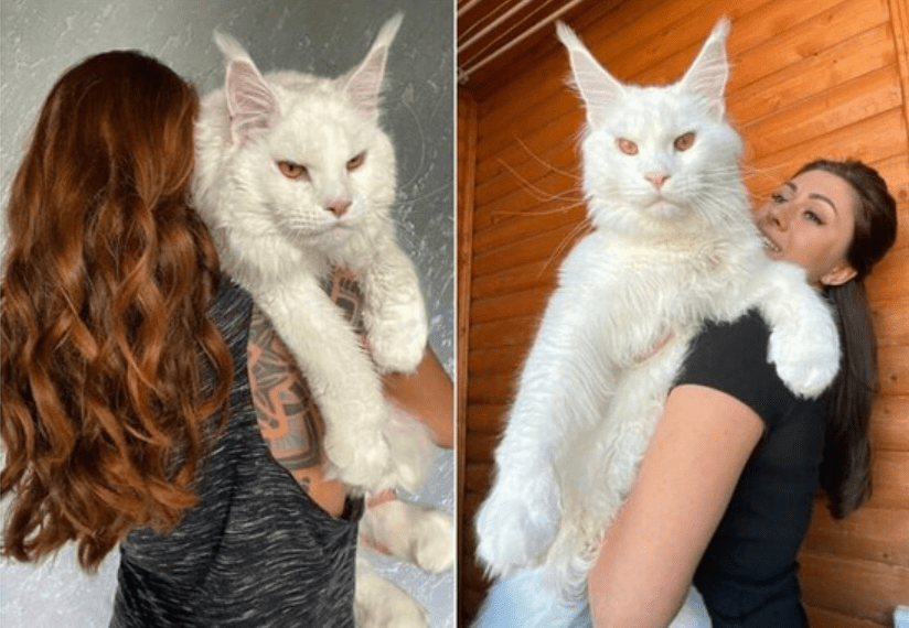 2letni kot Maine Coon waży już 12 kg i stale rośnie! F7dobry