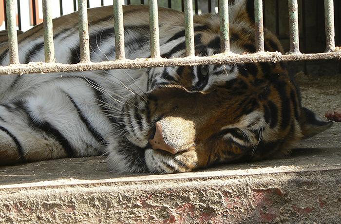 Mi Grimorio Escolar Tigres Y Leones