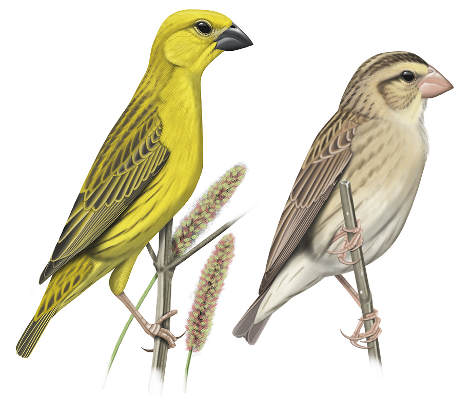 The Cuckoo Finch deceiving birds & birders alike