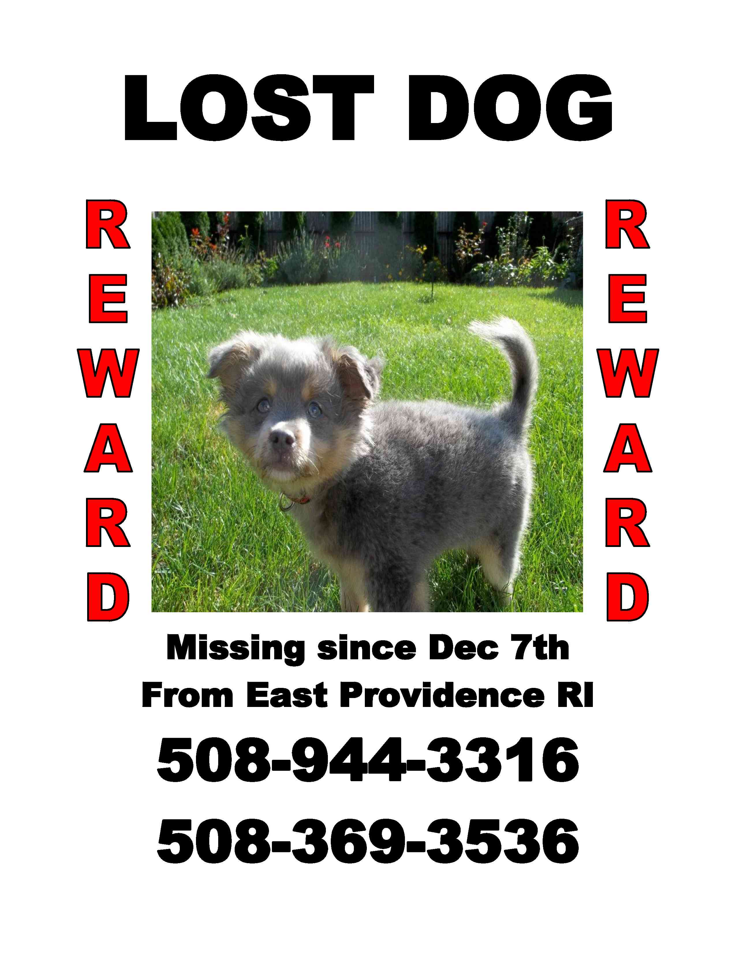 Missing20Pepe1 Friends of the Attleboro Animal Shelter