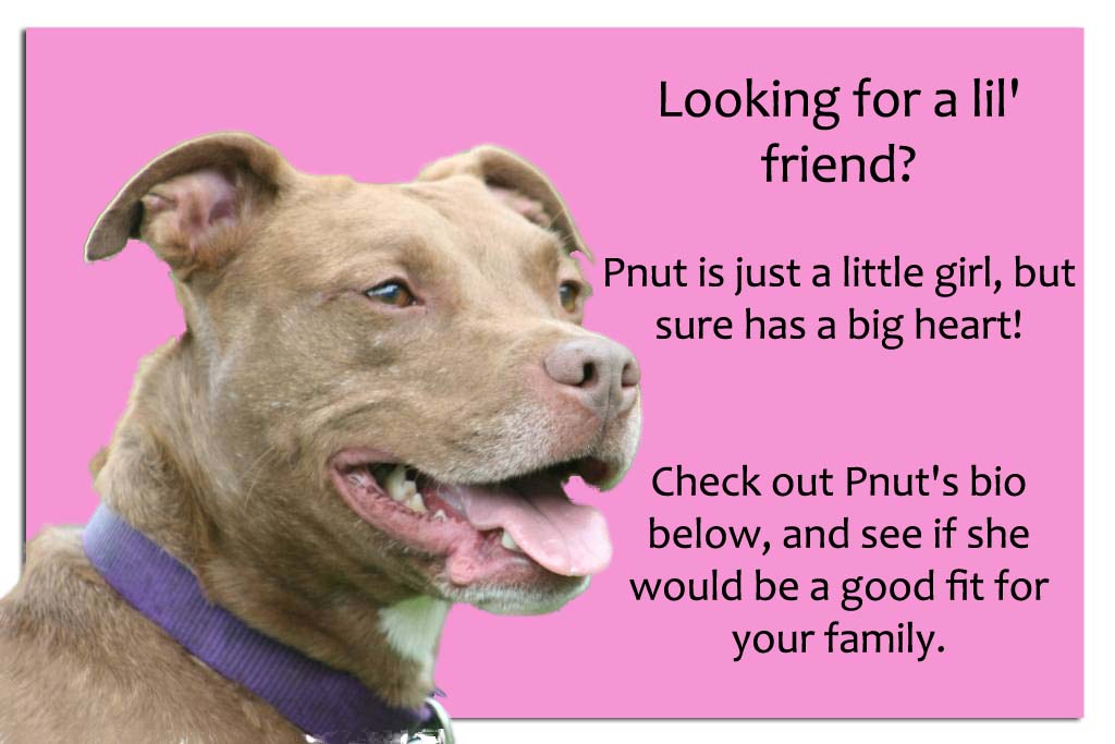 meetpnut_copy Friends of the Attleboro Animal Shelter (FAAS)