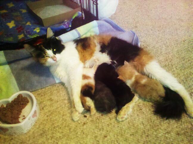 mom Friends of the Attleboro Animal Shelter (FAAS)Friends of the