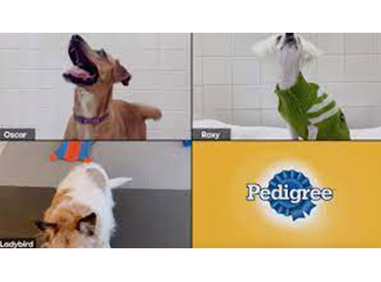 Dogs on Zoom FAB Awards