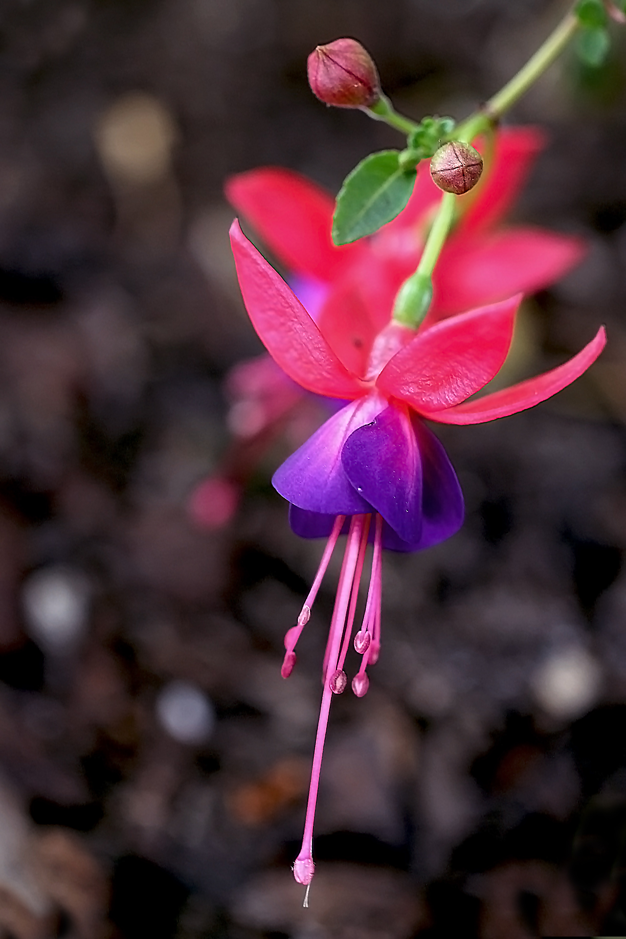 Fuchsias in Bloom to