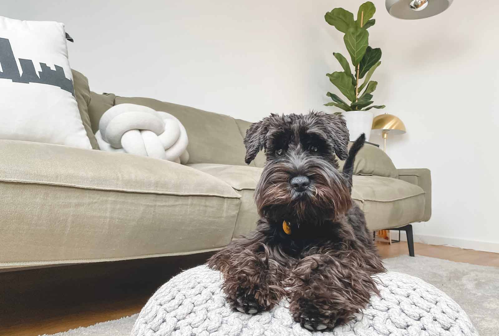 Cómo Quitar Los Pelos De Tu Perro Del Sofá