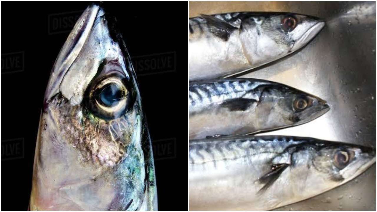 Original vs Fake Titus Fish in Nigeria How To Know The Difference
