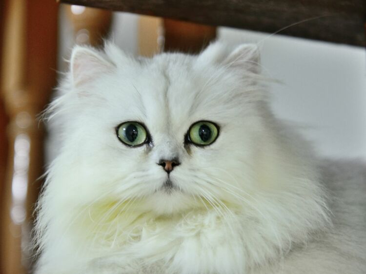 Le persan chinchilla, un chat raffiné Femme Actuelle Le MAG