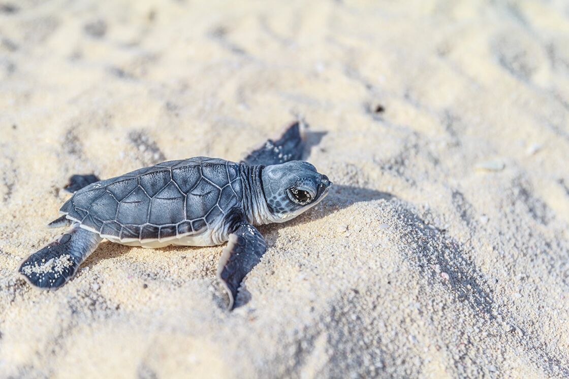 La tortue à écailles, une espèce en voie de disparition