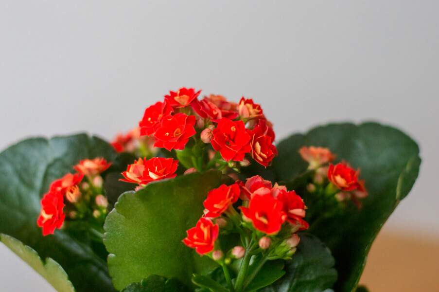 Quelles plantes ou fleurs offrir à Noël ? Femme Actuelle