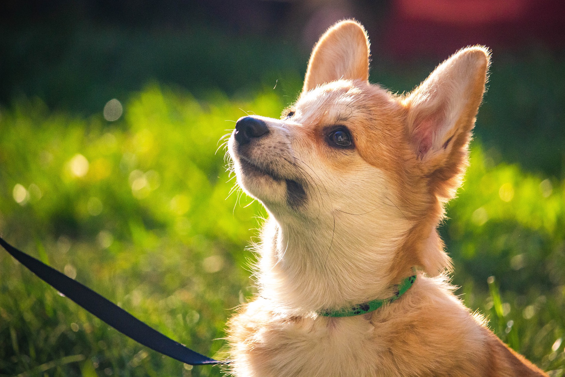 Study Finds Dogs Understand and Respond to an Average of 89 Words