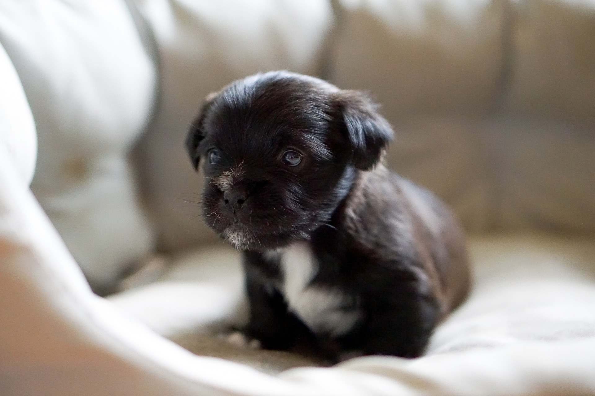 Do Dogs Trust Take Dogs