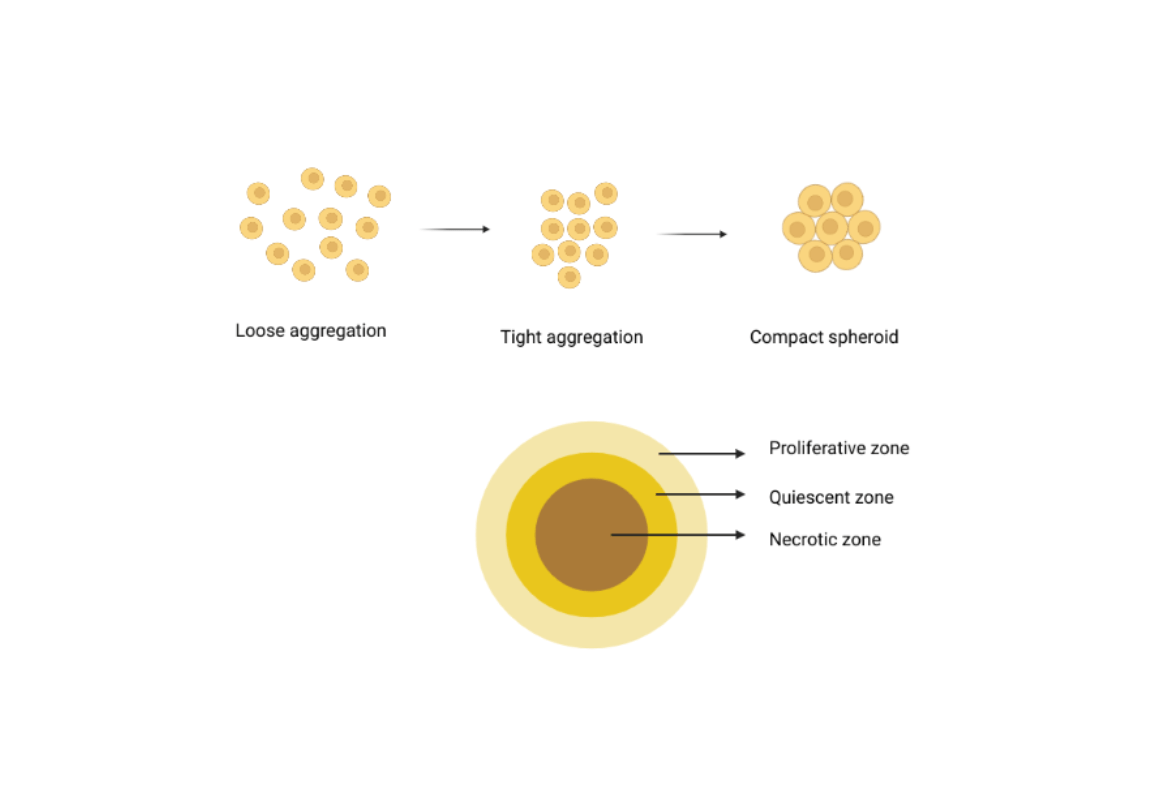 Necrosis and its formation in a spheroid faCellitate