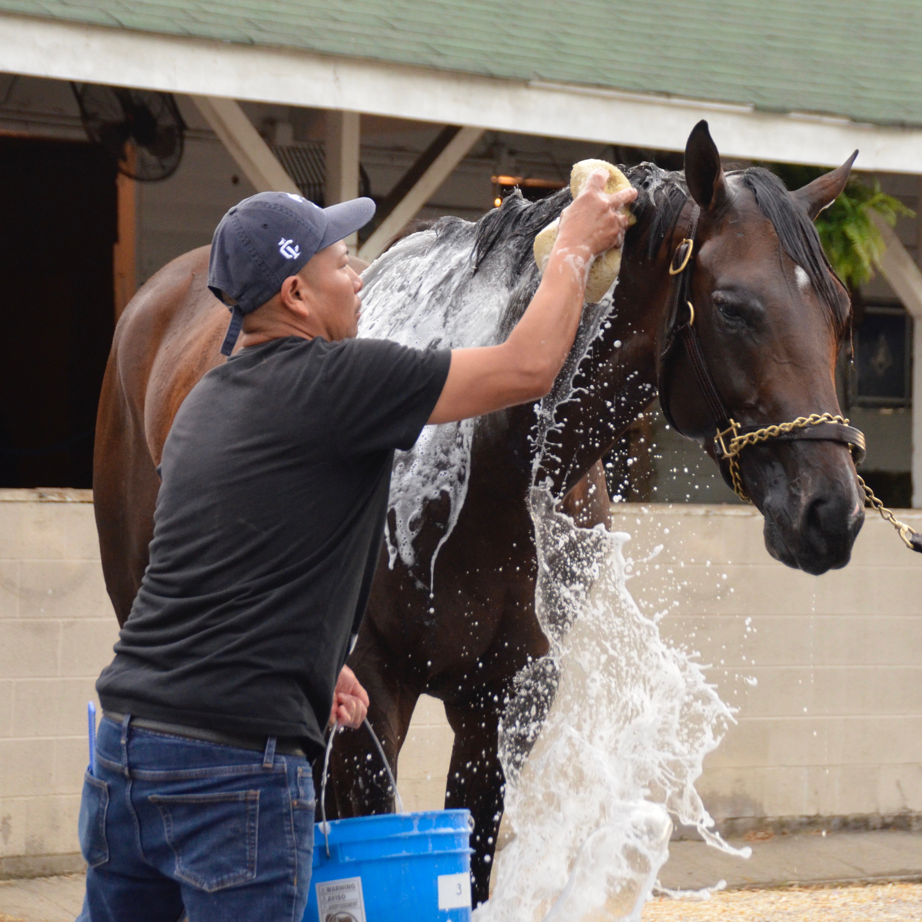 Cutting Humor Faces of the Heartland