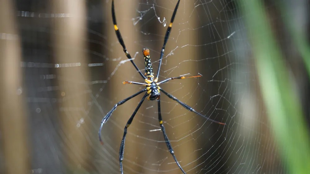 How to Get Rid of Cobwebs Corner of My Home