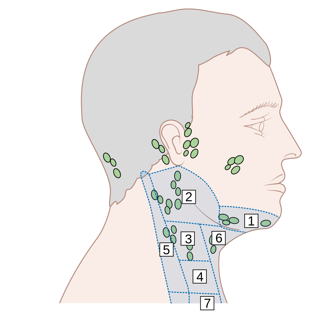 Lymph Nodes Chin
