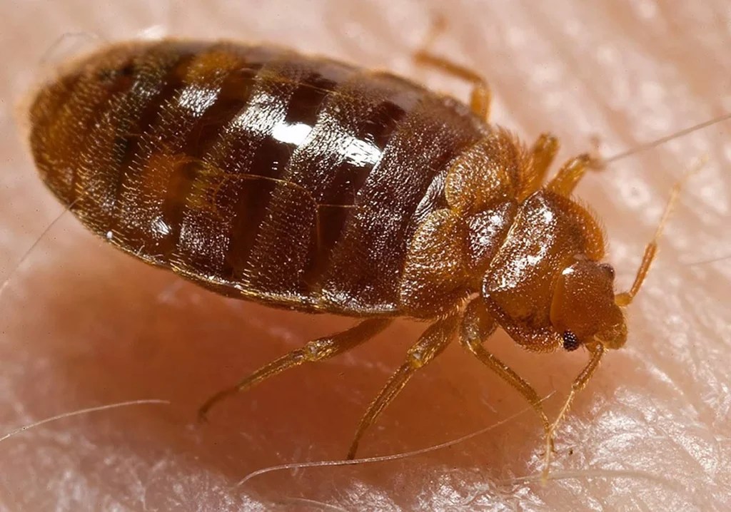 Do Bed Bugs Carry Diseases? Facility Pest Control