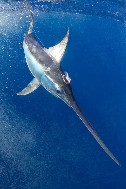 11 Incredible Swordfish Facts Fact Animal