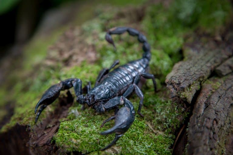 24 Stinging Scorpion Facts Fact Animal