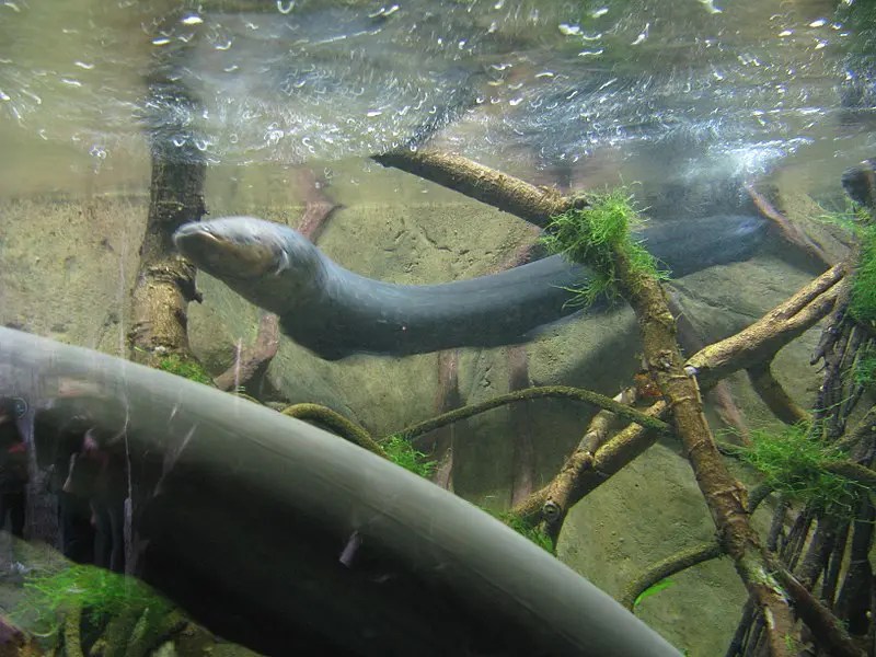14 High Energy Facts About Electric Eels Fact City
