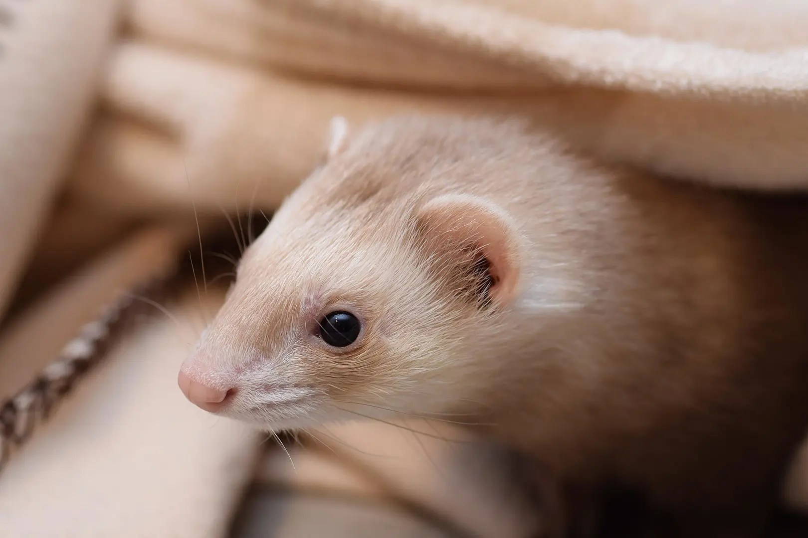 11 Feisty Facts about Ferrets Fact City