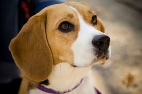 10 Facts about Beagles Fact File