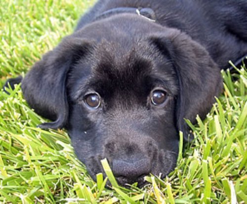 10 Facts about Black Labs Fact File
