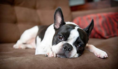 10 Facts about Boston Terriers Fact File