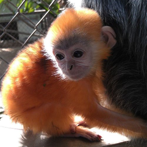10 Facts about Capuchin Monkeys Fact File