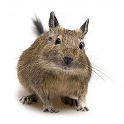 10 Facts about Degus Fact File