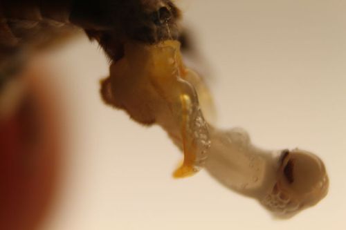 10 Facts about Drone Bees Fact File