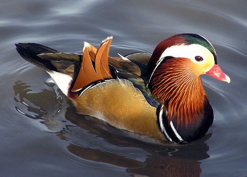 10 Facts about Ducks - Fact File