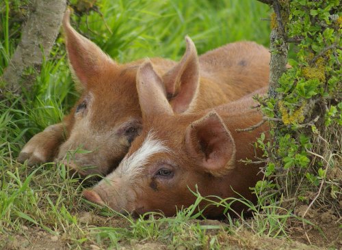 10 Facts about Duroc Pigs Fact File